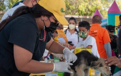 Casi 500 mascotas de la ciudad atendidas por el Instituto Municipal de Protección Animal en enero