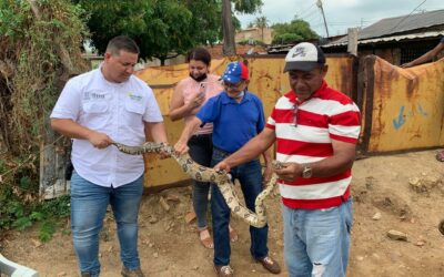 Las especies encontradas durante el Plan de Limpieza de Cañadas son resguardadas por la Alcaldía de Maracaibo