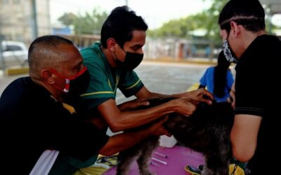 En las Jornadas Veterinarias Alcaldía de Maracaibo ha vacunado más de 4 mil caninos y felinos contra la rabia
