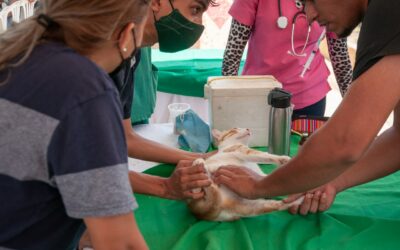 Alcaldía de Maracaibo y Agrofauna brindarán una atención especial a las mascotas este fin de semana