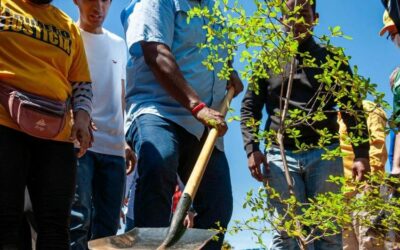 Con la siembra de 350 árboles en la plaza Ricardo Aguirre de Corito la Alcaldía continúa con el programa Maracaibo Verde
