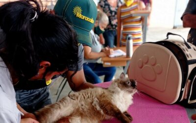 Alcaldía de Maracaibo impulsa Plan “Cría Consciente” para esterilizar a las mascotas