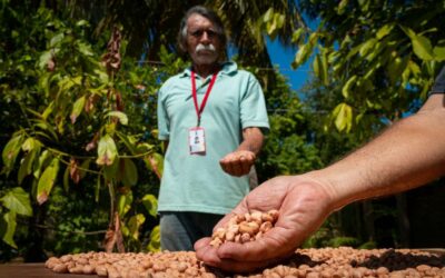 Productores de San Isidro trabajan en un manual sobre la correcta forma de cultivar maní en Maracaibo