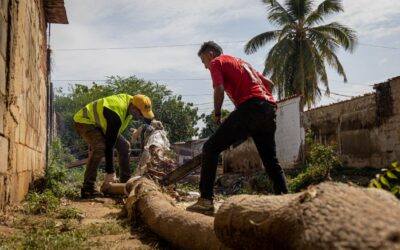 IMA ofrece servicios de poda y tala de árboles en Maracaibo