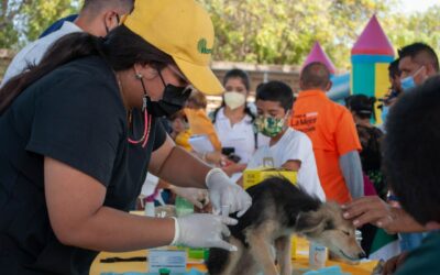 235 animales esterilizó la Alcaldía de Maracaibo con la Jornada Castralat
