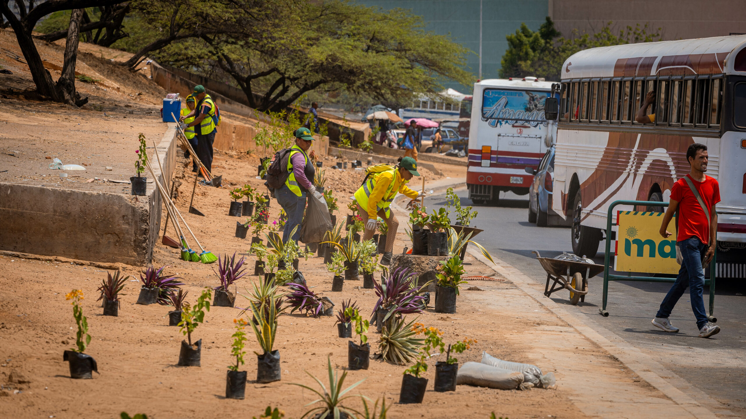 IMAU recupera espacio en el casco central de Maracaibo plantando más de 150 árboles