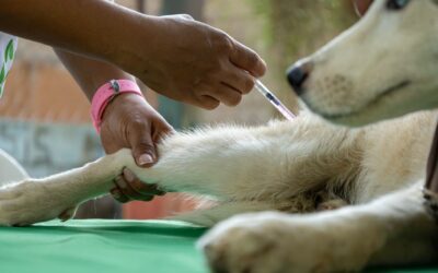 Mascotas de Lago Azul reciben Jornada Veterinaria de la Alcaldía de Maracaibo